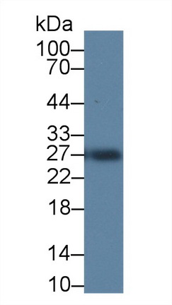 PAA130Ra01.jpg