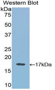 PAA144Ra01.jpg