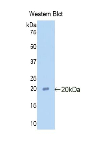 PAA160Ra01.jpg