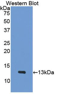 PAA172Mu01.jpg