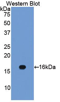 PAA214Hu01.jpg