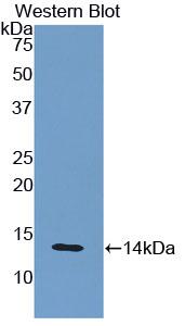 PAA260Mu71.jpg