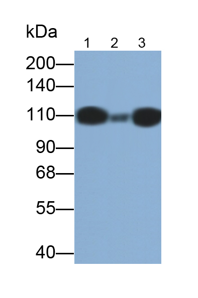 PAA279Hu01.jpg