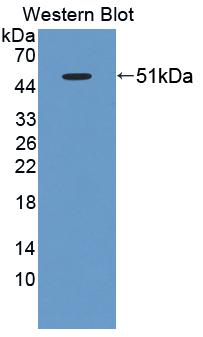 PAA281Ra02.jpg