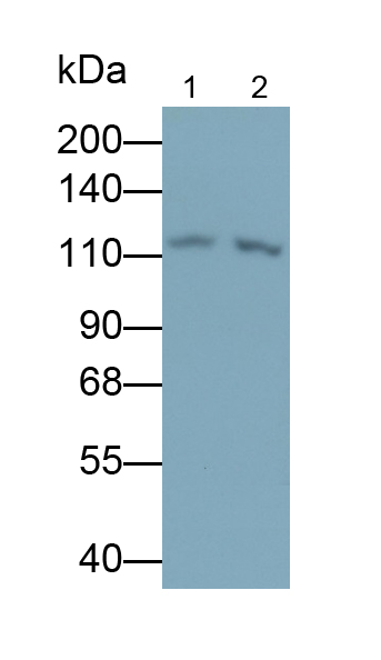 PAA375Mu01.jpg