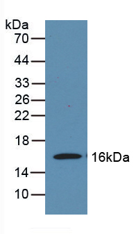 PAA421Mu01.jpg