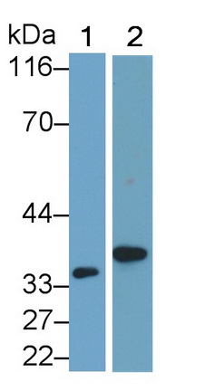 PAA563Mu02.jpg