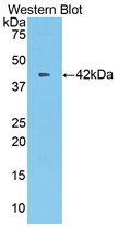 PAA615Mu02.jpg