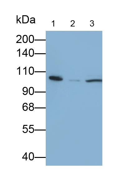 PAA620Mu01.jpg