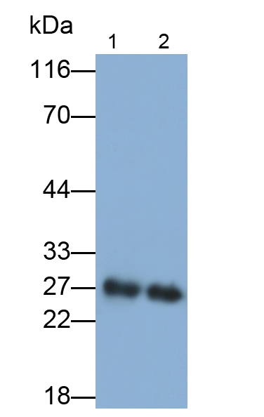 PAA657Mu01.jpg