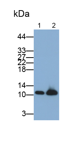 PAA698Hu01.jpg