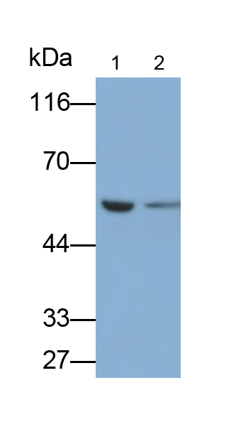 PAA814Hu02.jpg
