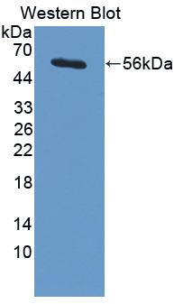 PAA854Mu01.jpg