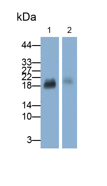 PAA939Ra01.jpg