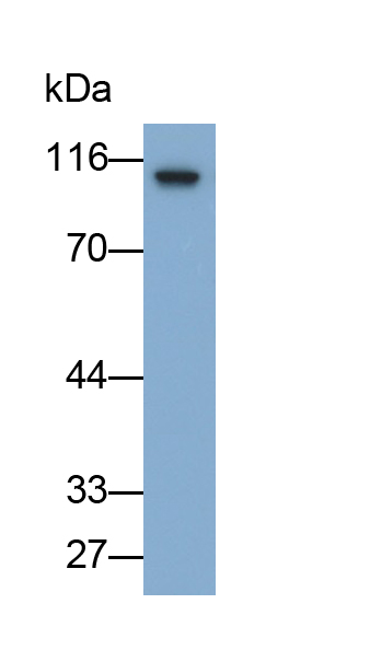 PAA980Mu01.jpg