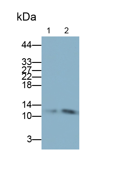 PAB078Hu01.jpg