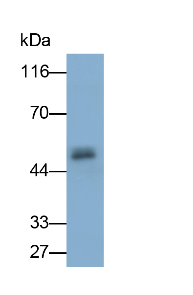 PAB215Mu01.jpg