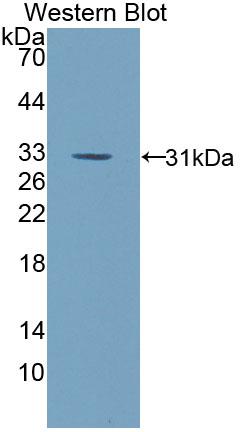 PAB236Hu07.jpg