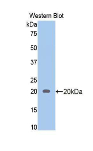 PAB252Ra02.jpg
