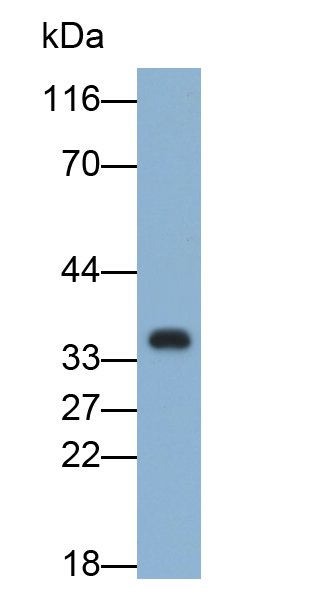 PAB268Ra01.jpg