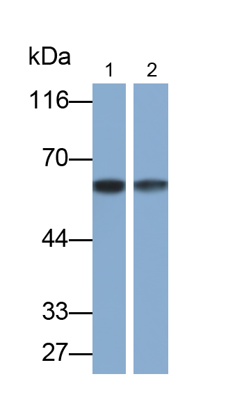 PAB317Ra01.jpg