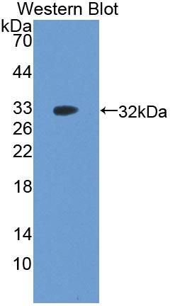 PAB358Hu01.jpg