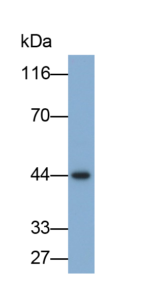PAB372Hu01.jpg