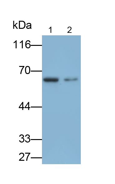 PAB429Hu01.jpg