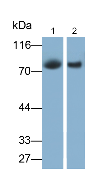 PAB514Hu01.jpg