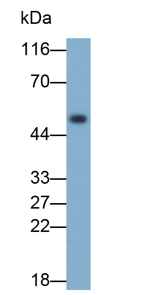 PAB641Hu02.jpg