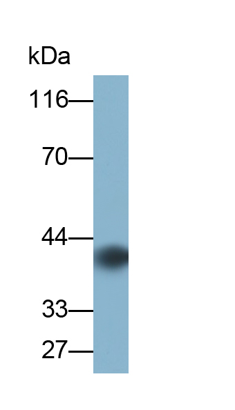 PAB643Hu01.jpg
