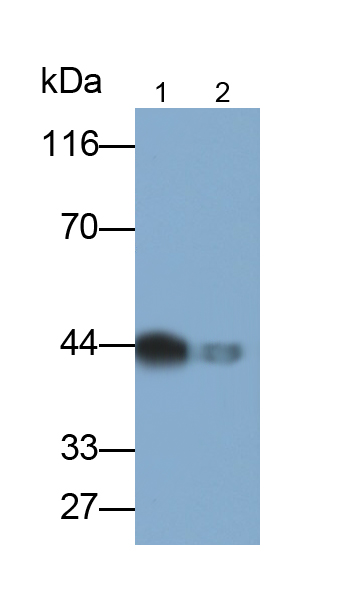 PAB833Mu01.jpg