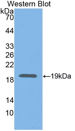 PAB866Ra02.jpg