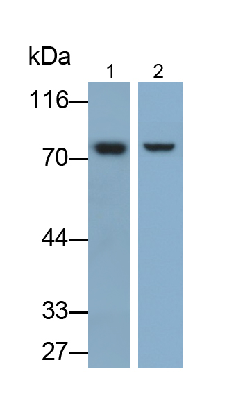 PAB866Ra04.jpg