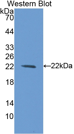 PAC220Ra01.jpg