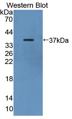 PAC357Mu01.jpg