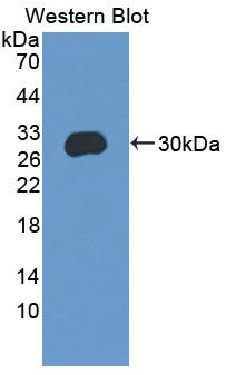 PAC462Mu01.jpg
