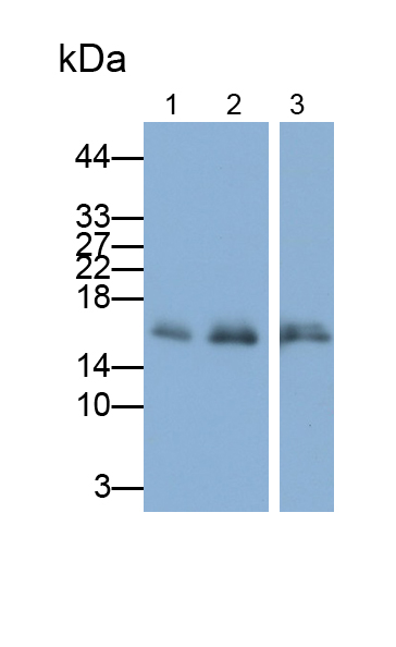 PAD228Hu01.jpg