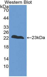 PAD230Ra01.jpg