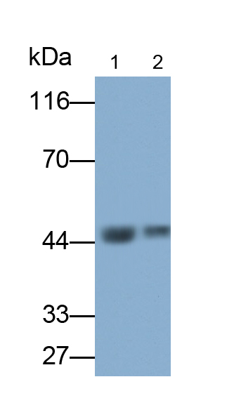 PAH819Hu01.jpg