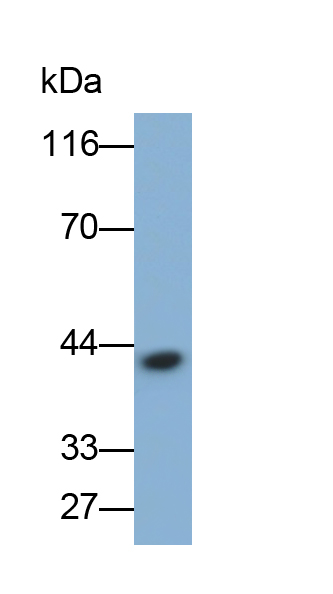 PAH838Hu01.jpg