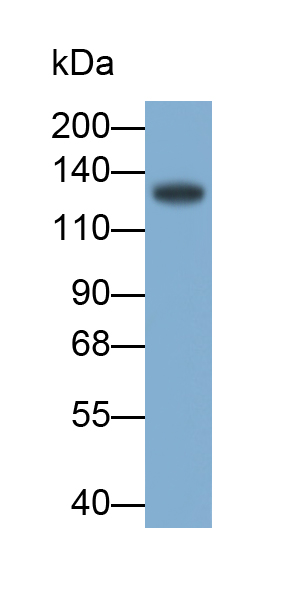 PAN896Hu01.jpg