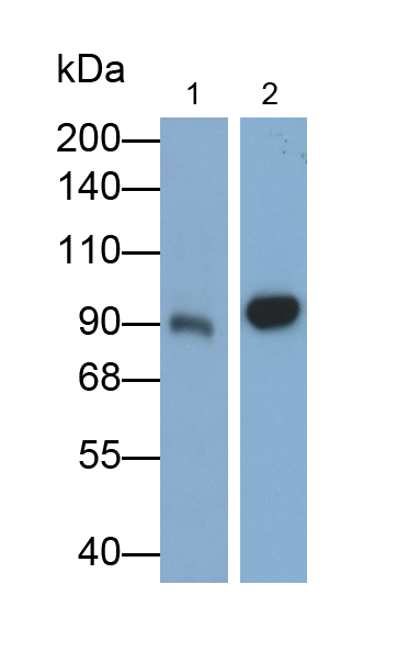 PAS103Hu01.jpg