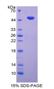 RPA031Mu01.jpg