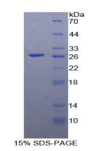 RPA247Hu01.jpg