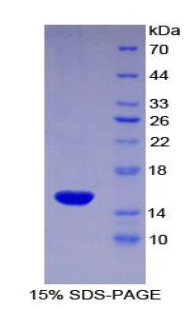 RPA468Ra01.jpg