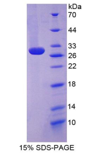 RPA663Mu01.jpg