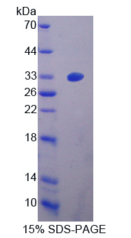 RPB228Hu03.jpg