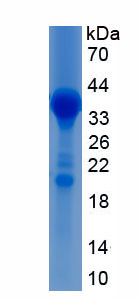 RPC104Hu02.jpg