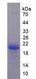 RPC304Hu01.jpg